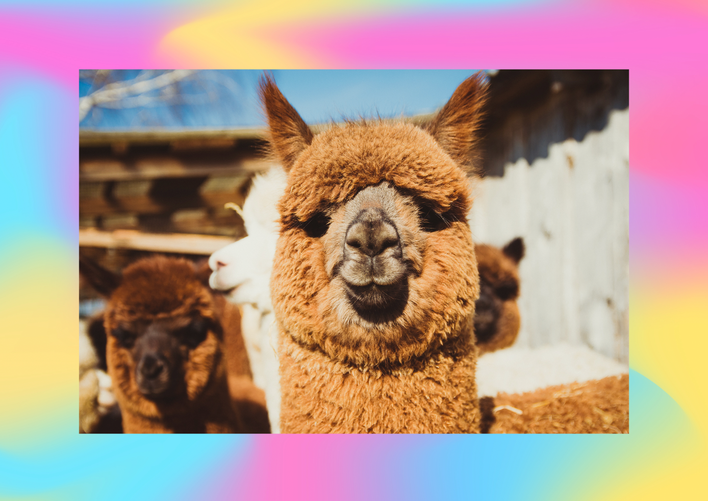 Flattos Shoes Gift Card